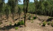 Recenti interventi di taglio produttivo a Marganai: il bosco ricresce rigoglioso!