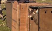 il Cervo al momento del rilascio in Corsica, esce dal cassone in legno nel quale ha viaggiato in Elicottero