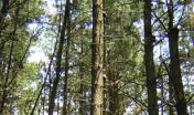 perticaia di Pinus radiata, dettaglio