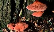 Fistulina hepatica