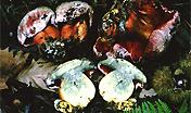 Funghi: Boletus rhodoxanthus Boletus rhodoxanthus