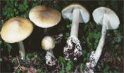 Amanita phalloides