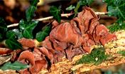 Auricularia auricola-judae