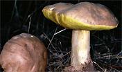Boletus impolitus