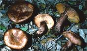 Lactarius quietus