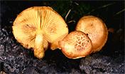 Gymnopilus suberis