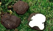 Tuber aestivum