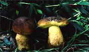 Funghi: Leccinum corsicum Funghi: Leccinum corsicum