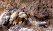 Avvoltoio grifone con pulcini - D. Ruiu