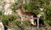 Daino (Dama dama) nella UGB di Monte Limbara Sud