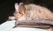Myotis emarginatus - Vespertilio smarginato