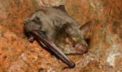 Myotis Punicus - Vespertilio maghrebino