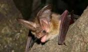 Plecotus auritus - Orecchione comune
