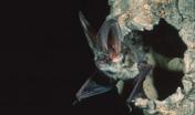Pipistrello, Plecotus auritus