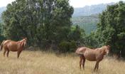 Cavalli meticci anglo-arabo-sardi, fotografati nelll'UGB di Monte Limbara Sud nel Complesso Limbara