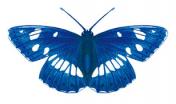 Silvano azzurro (Limenitis reducta)