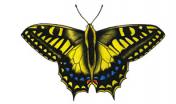 Macaone sardo-corso o Ospitone (Papilio hospiton)