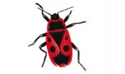 Cimicetta rosso nera (Pyrrhocoris apterus)