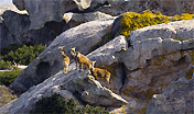 Mufloni nel Parco dell'Asinara