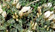 Astragalus genargenteus