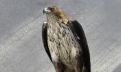 Aquila di Bonelli, in cattività (foto A-Life Grefa
