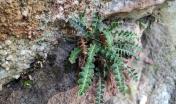 Asplenium ceterach  - Gian Marco Marrosu.