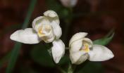 Cephalanthera_damasonium_foto Wikimedia di Bernd Haynold