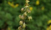 "Epipactis microphylla, Galicica, Macedonia, 6th June 2013 02" by Wildlife Travel is licensed under CC BY-NC 2.0