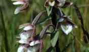 "Epipactis palustris (Marsh Helleborine / Moeraswespenorchis) 0461" by Bas Kers (NL) is licensed under CC BY-NC-SA 2.0