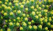 Euphorbia dendroides (foto Brotzu) 2