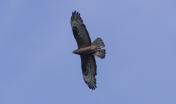 European_honey_buzzard_(Pernis_apivorus) European_honey_buzzard_(Pernis_apivorus)