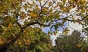 Roverella con foliage tardo-autunnale presso Foresta Demaniale Campidano (foto A.Saba)