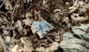 plastica abbandonata nel bosco