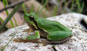 Hyla sarda (foto di Fabio Cherchi per il Parco Molentargius) Hyla sarda (foto di Fabio Cherchi per il Parco Molentargius)