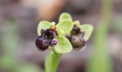 Ophrys bombyliflora, sud Sardegna, 2021 (Jeanpierrec - Wikimedia)