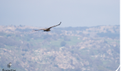 Enzo il grifone che sorvolava Nuoro (foto Matteo Cara)