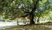 L'imponenza degli alberi di Tuviois (foto A.Saba)