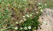Sagina pilifera a Esterzili (foto Alessandra Boi)