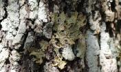 Lichene (foto Gianfranco Cossu) 3