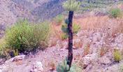 Il pino delle Canarie, come la Sughera, è una specie resistente al fuoco