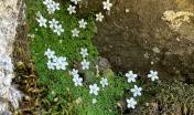Arenaria Balearica (foto a Esterzili di Alessandra Boi)