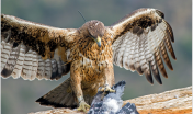 Aquila del Bonelli (con preda, da progetto Aquila A-life)