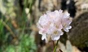 armeria sardoa presso S.Vittoria Esterzili (foto Alessandra Boi)
