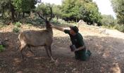 Cervo sardo ed operatore faunistico Agenzia Forestas di Urzulei