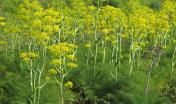 ferula comune