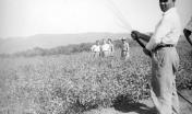 irrigazione piantine eucaliptus SDL (foto E.Poddighe, ETFAS 1946