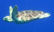 tartaruga marina (foto Digital Library RAS)