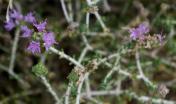 "Thymus capitatus (common thyme), above the pebble beach, Apollonas, Naxos" by jmlwinder is licensed under CC BY-NC-ND 2.0