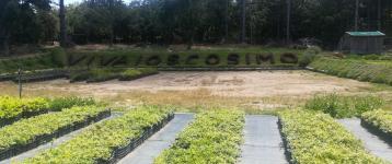 Vivaio San Cosimo (Lanusei)