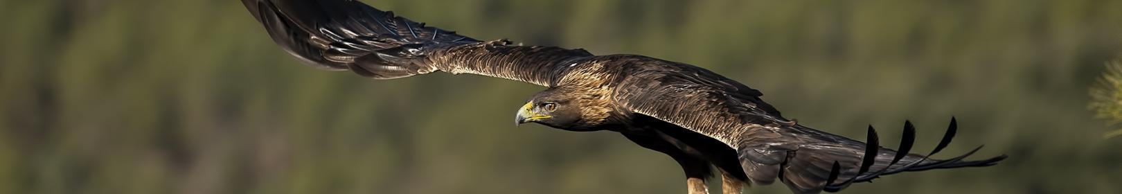 Aquila Reale (per gentile concessione di Iosto Doneddu)